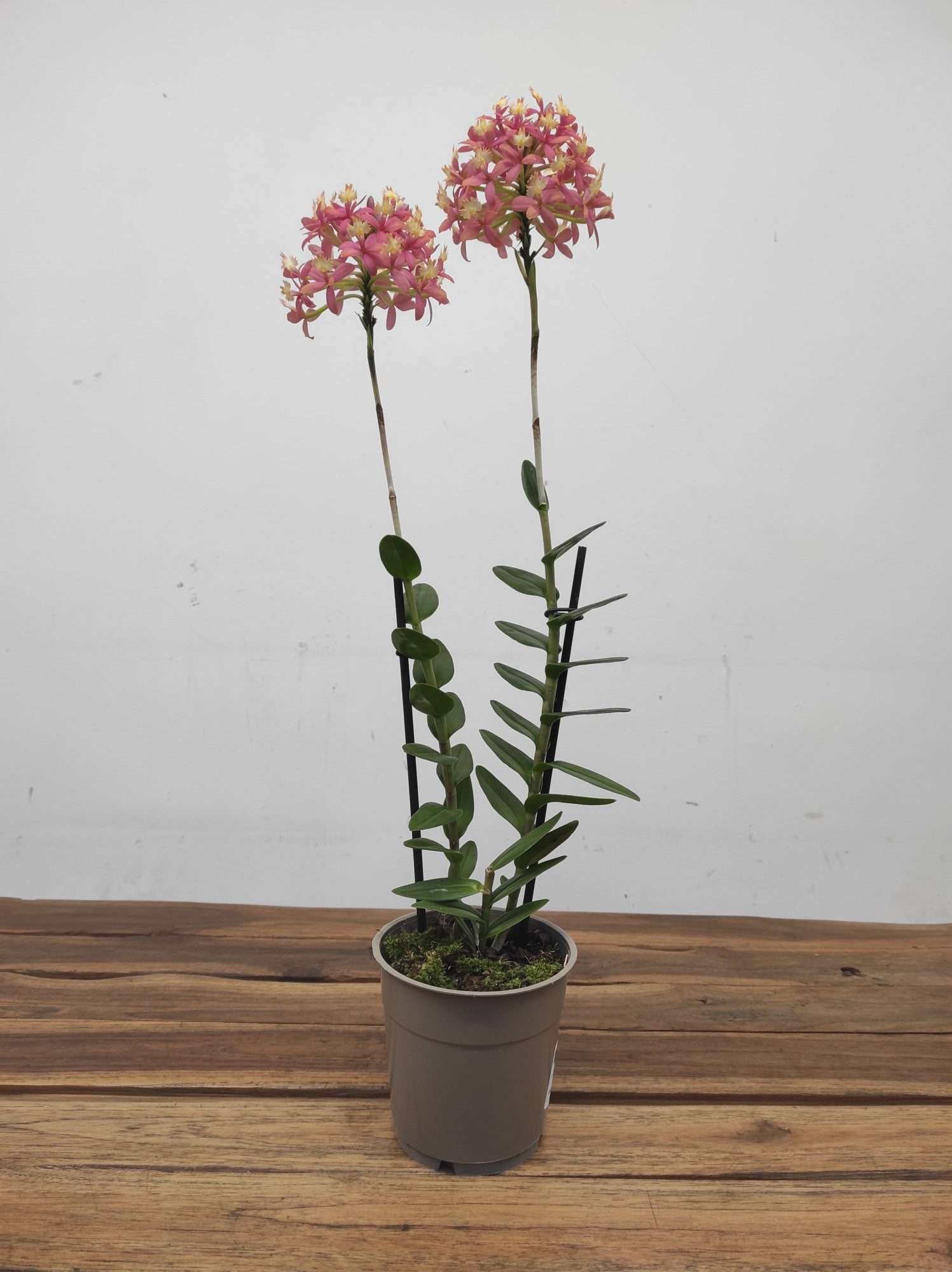 Epidendrum Radicans - Image 2