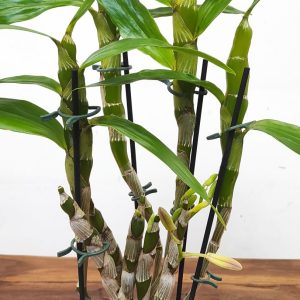 Dendrobium Oriental Smile