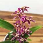 Oncidium Titanium V.9