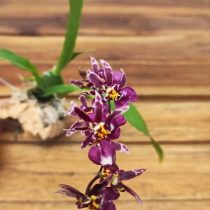 Oncidium Titanium - Montagem Cortiça