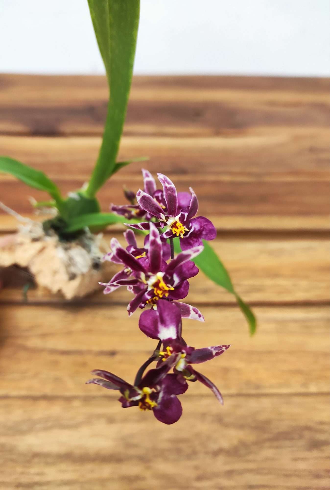 Oncidium Titanium - Montagem Cortiça