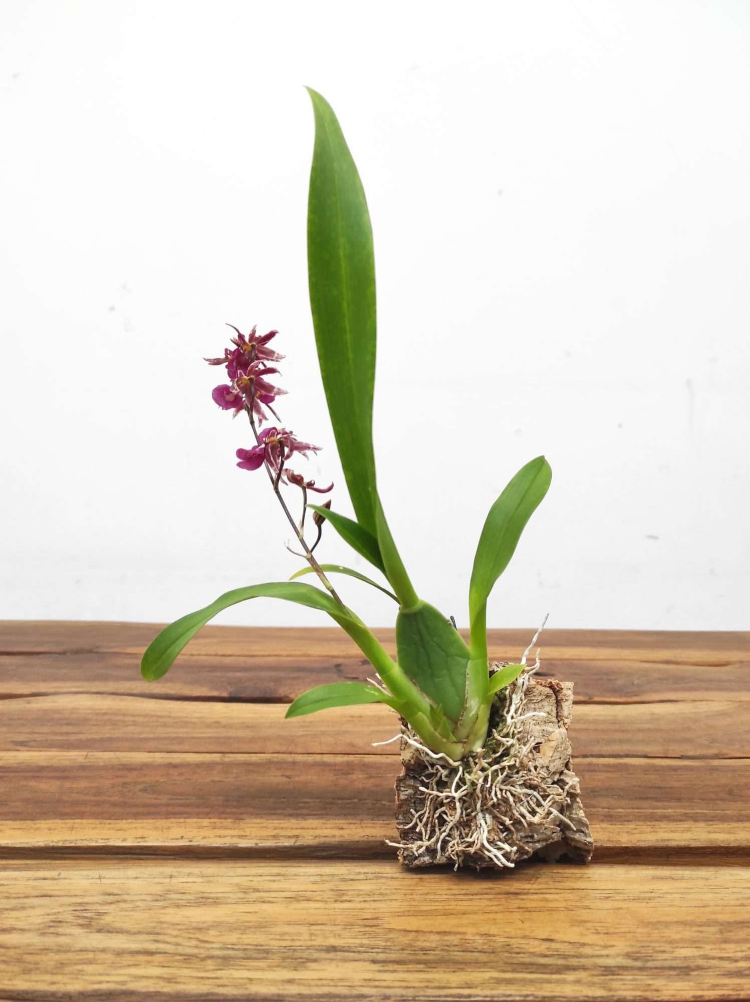 Oncidium Titanium - Montagem Cortiça - Image 2