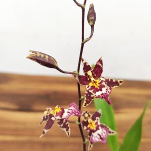 Oncidium Titanium - Montagem Cortiça