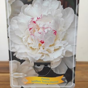 Paeonia Lactiflora 'Festiva Maxima'
