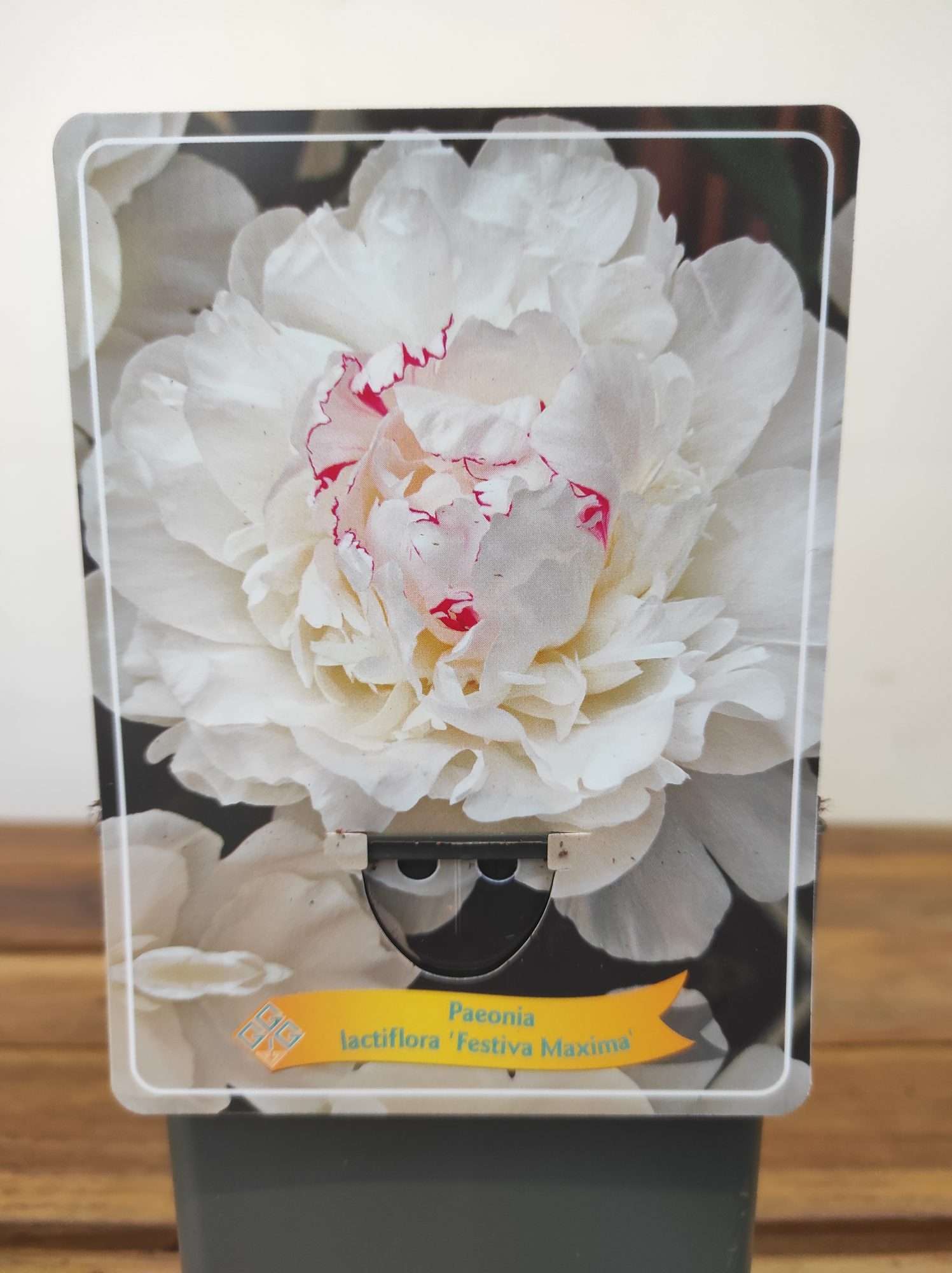 Paeonia Lactiflora 'Festiva Maxima'