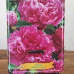 Paeonia Lactiflora 'Fiona'