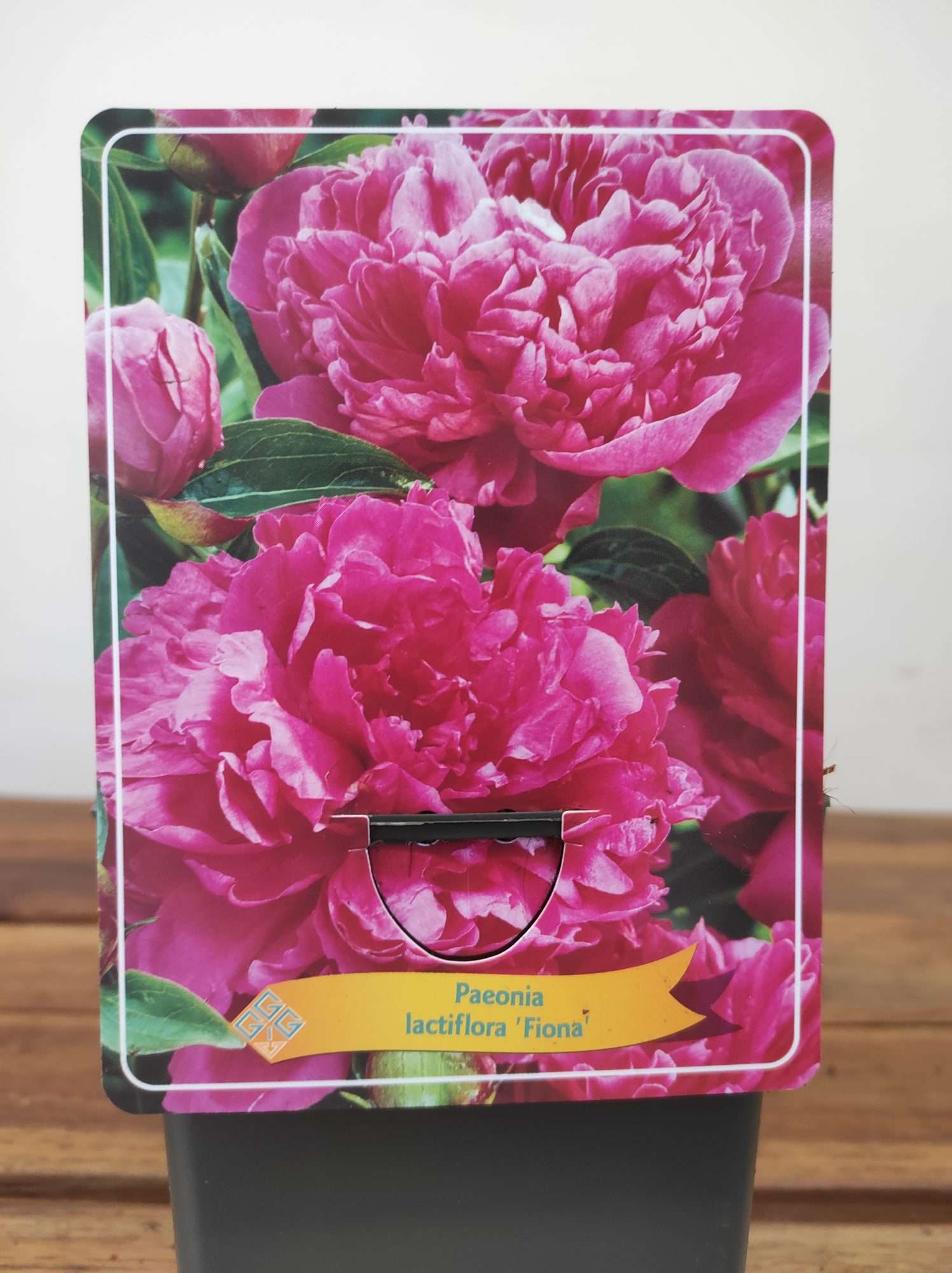 Paeonia Lactiflora 'Fiona'