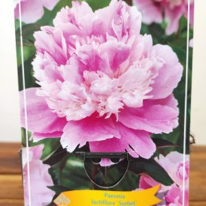 Paeonia Lactiflora 'Sorbet'