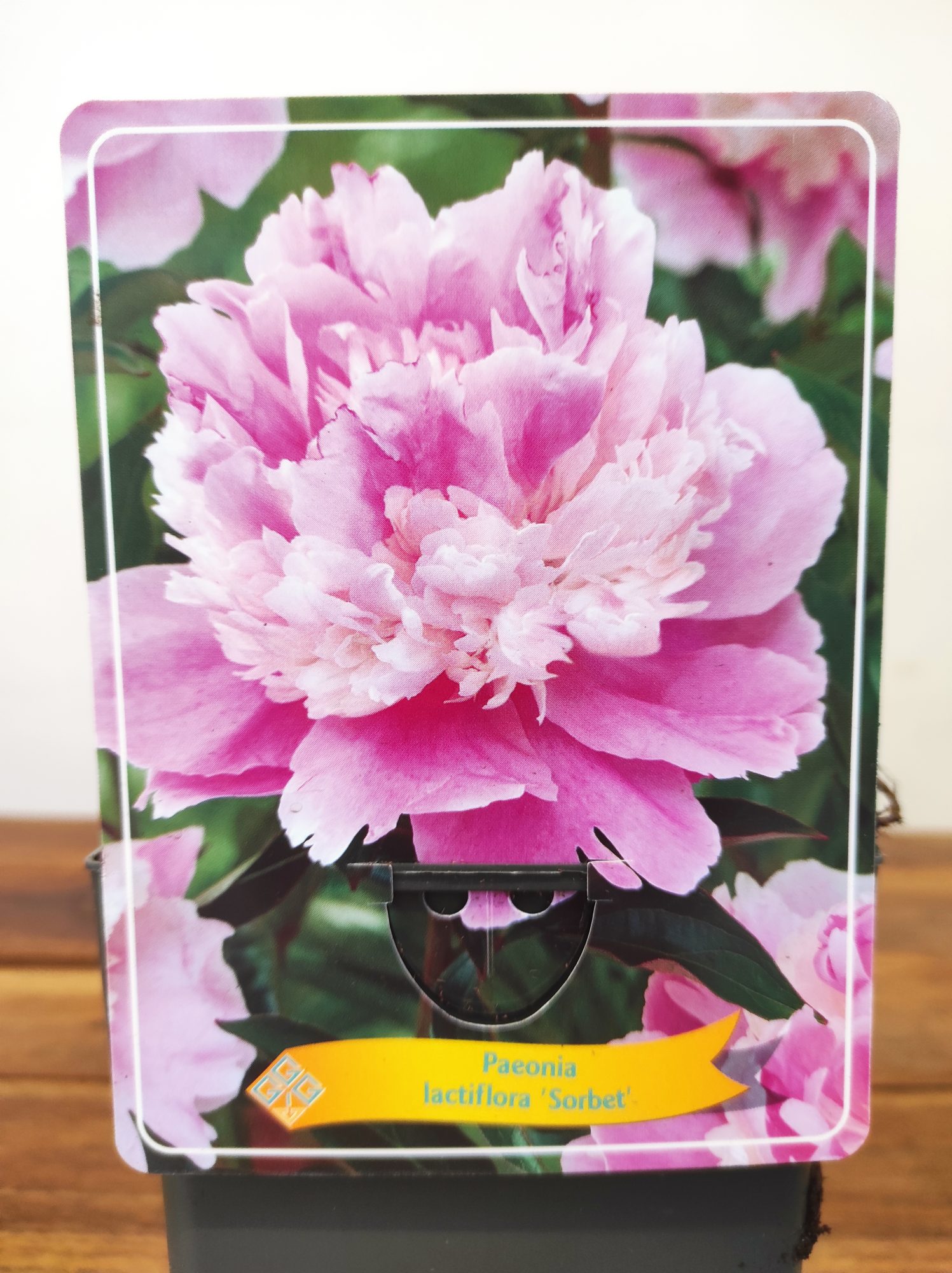 Paeonia Lactiflora 'Sorbet'