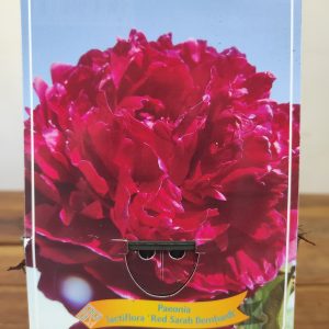 Paeonia Lactiflora 'Red Sarah Bernhardt'