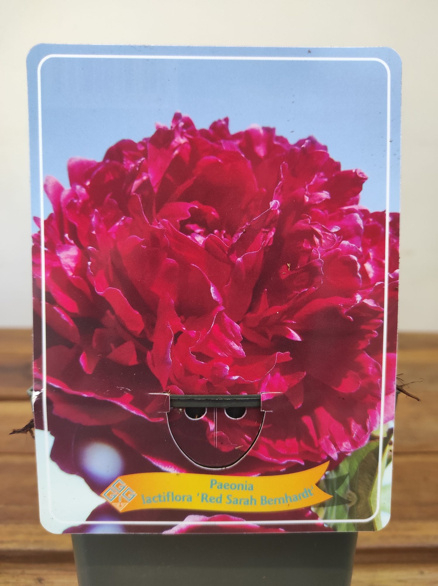 Paeonia Lactiflora 'Red Sarah Bernhardt'