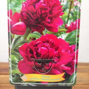 Paeonia Lactiflora 'Adolphe Rousseau'