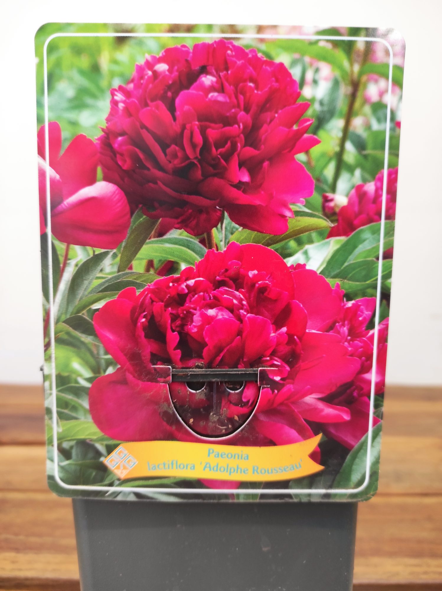 Paeonia Lactiflora 'Adolphe Rousseau'