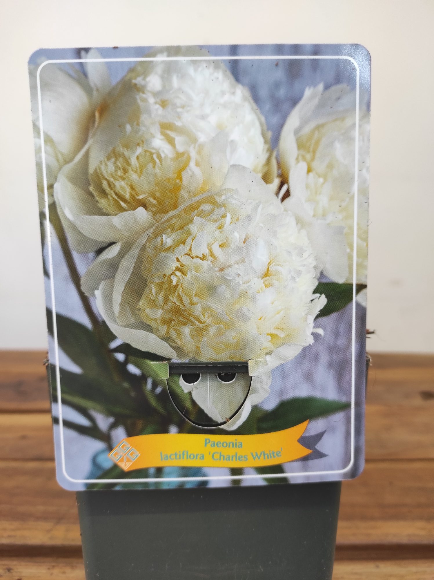 Paeonia Lactiflora 'Charles White'