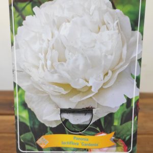 Paeonia Lactiflora 'Gardenia'