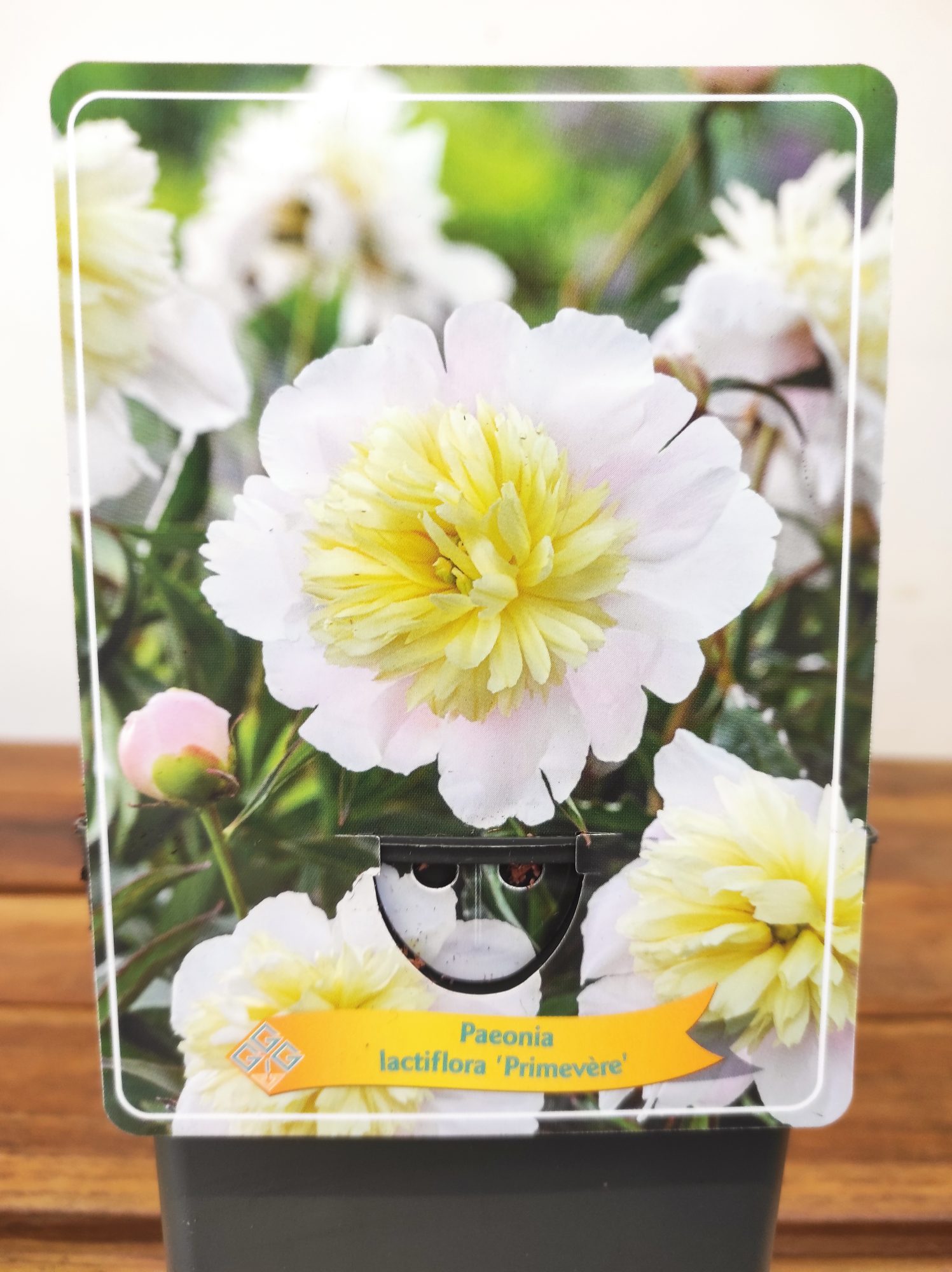 Paeonia Lactiflora 'Primevère'