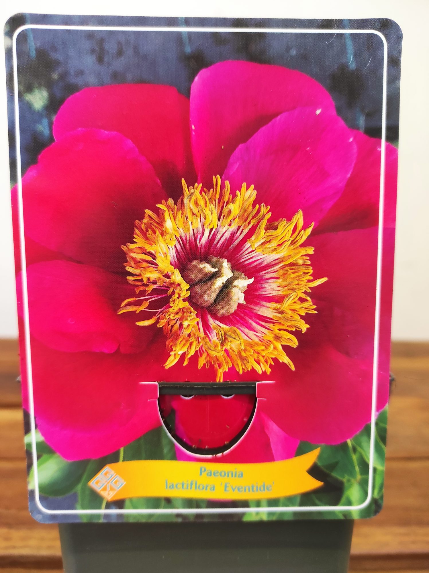 Paeonia Lactiflora 'Eventide'