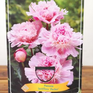 Paeonia Lactiflora 'Pecher'