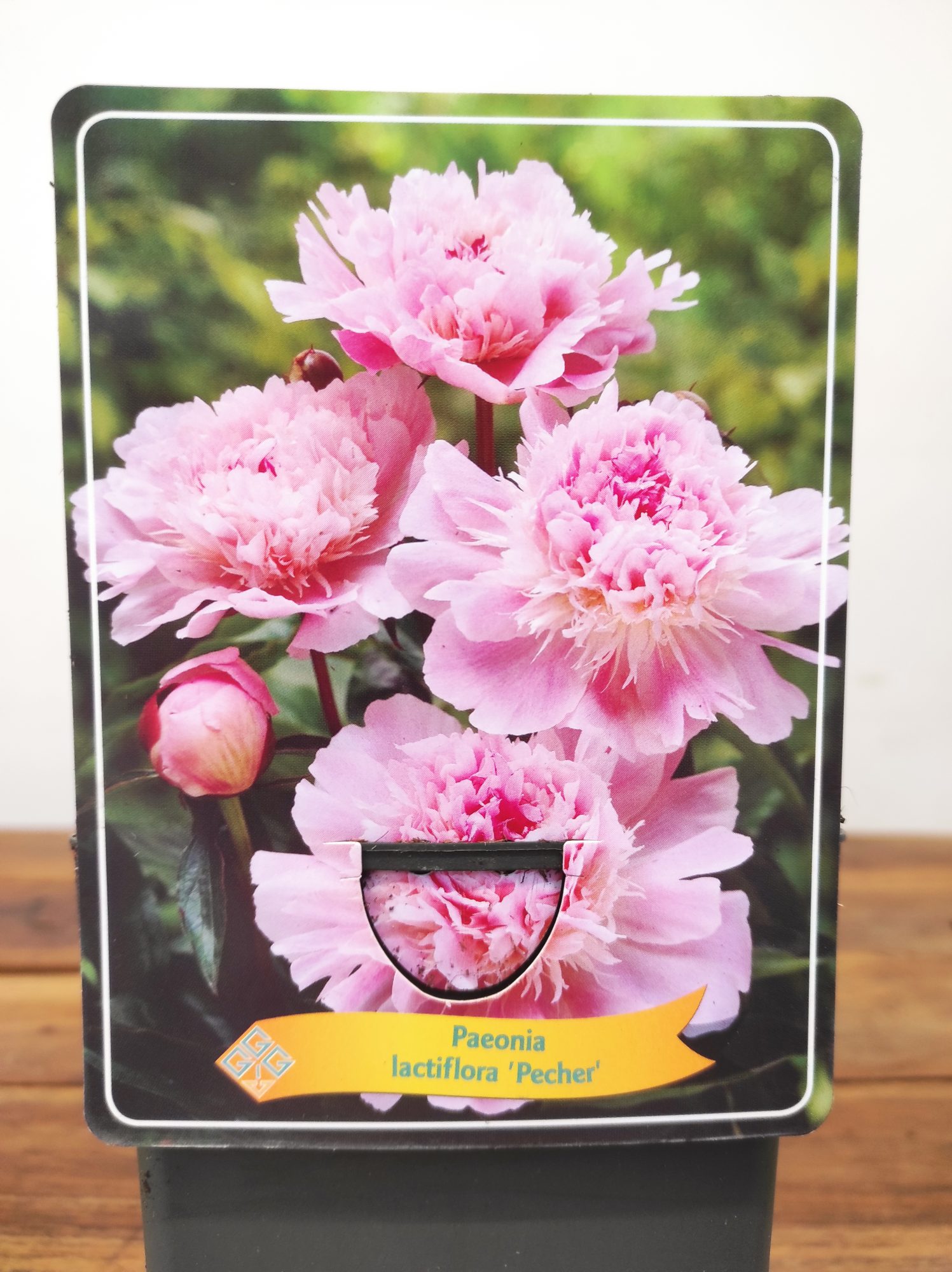 Paeonia Lactiflora 'Pecher'