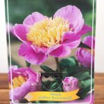 Paeonia Lactiflora 'Bowl of Beauty'