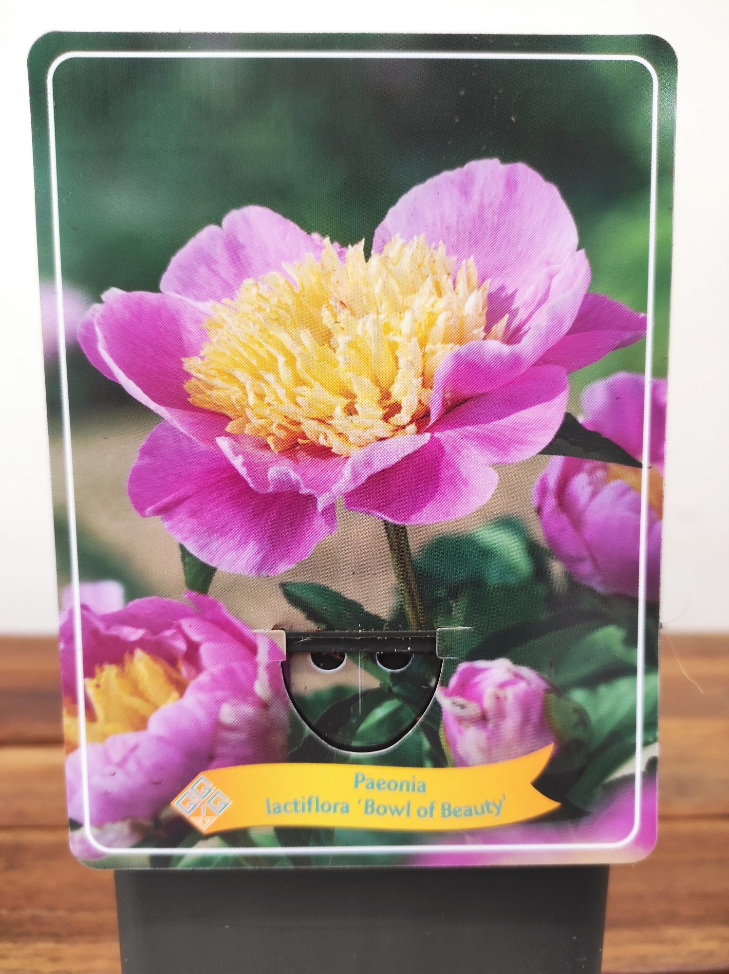 Paeonia Lactiflora 'Bowl of Beauty'