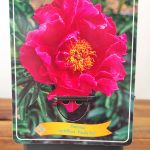 Paeonia Lactiflora 'Paula Fay'