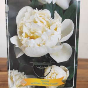 Paeonia Lactiflora 'Shirley Temple'
