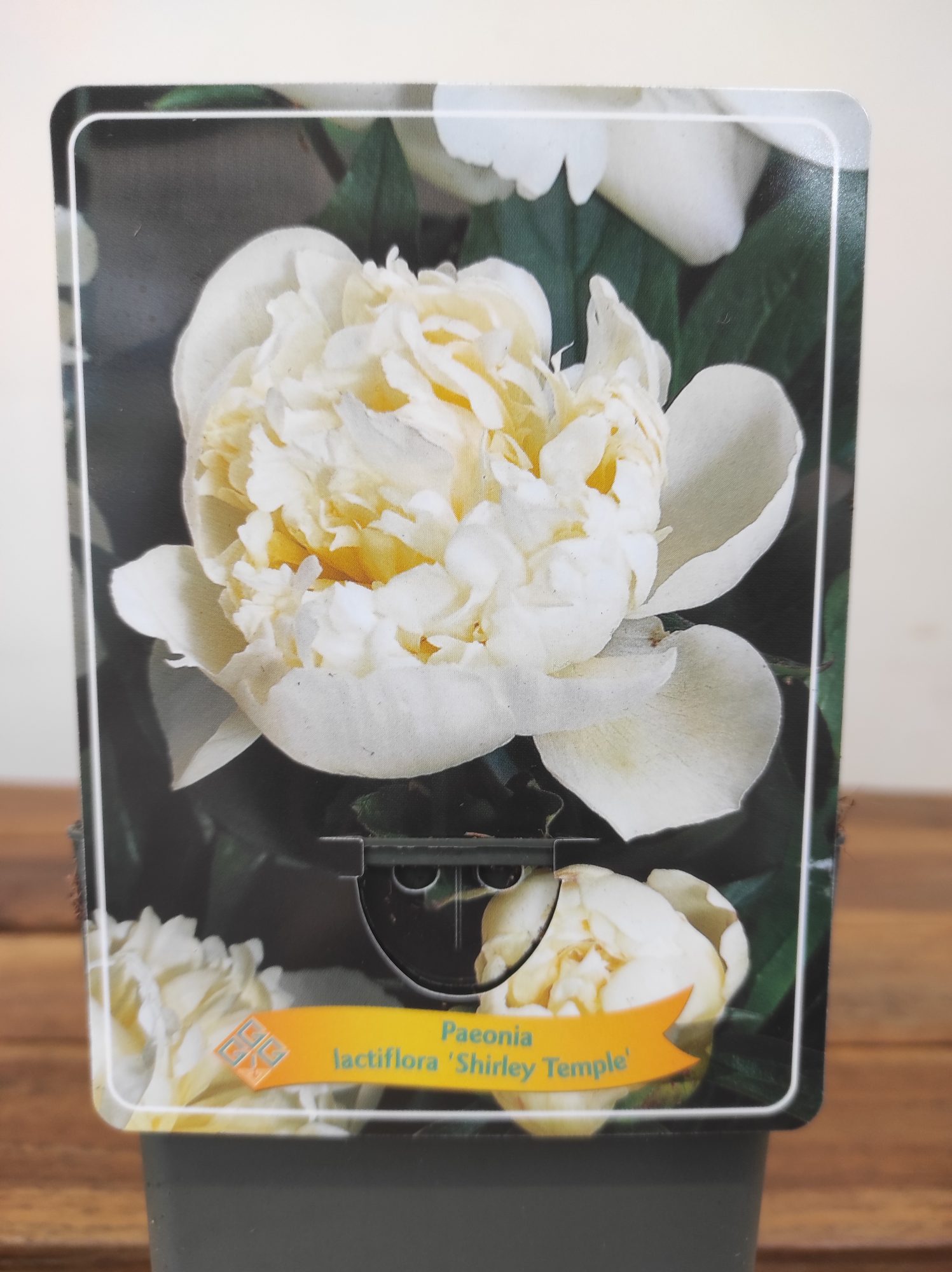 Paeonia Lactiflora 'Shirley Temple'