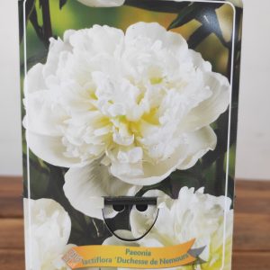 Paeonia Lactiflora 'Duchesse de Nemours'