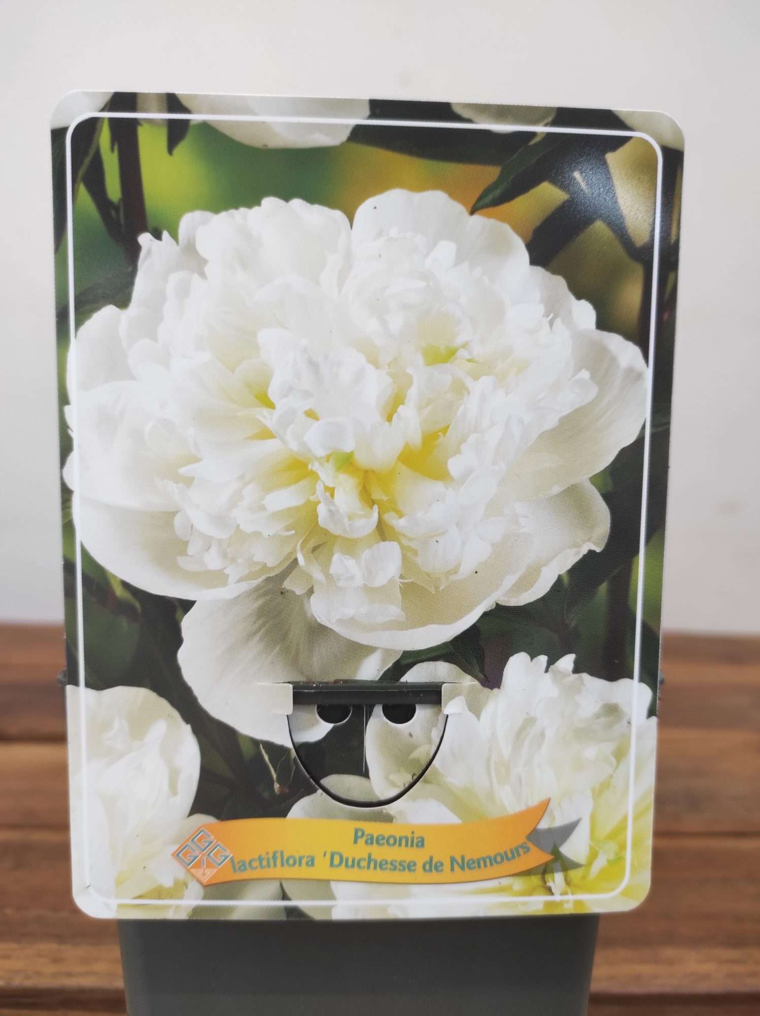 Paeonia Lactiflora 'Duchesse de Nemours'