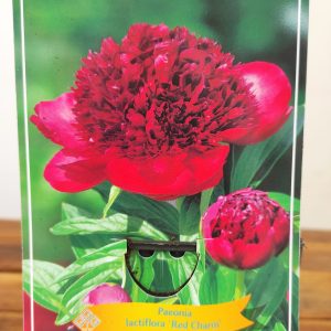 Paeonia Lactiflora 'Red Charm'