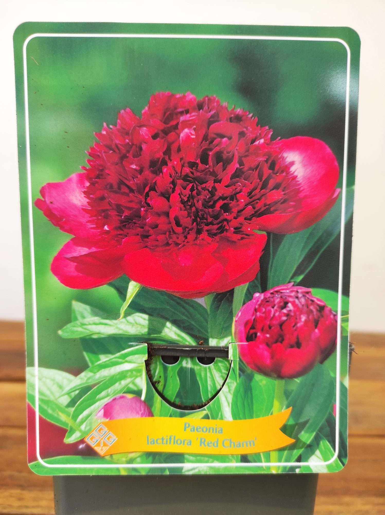 Paeonia Lactiflora 'Red Charm'