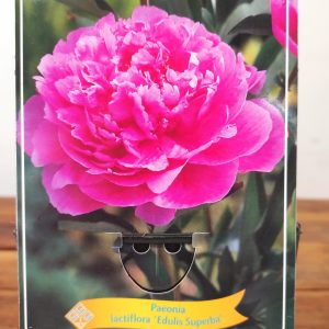 Paeonia Lactiflora 'Edulis Superba'