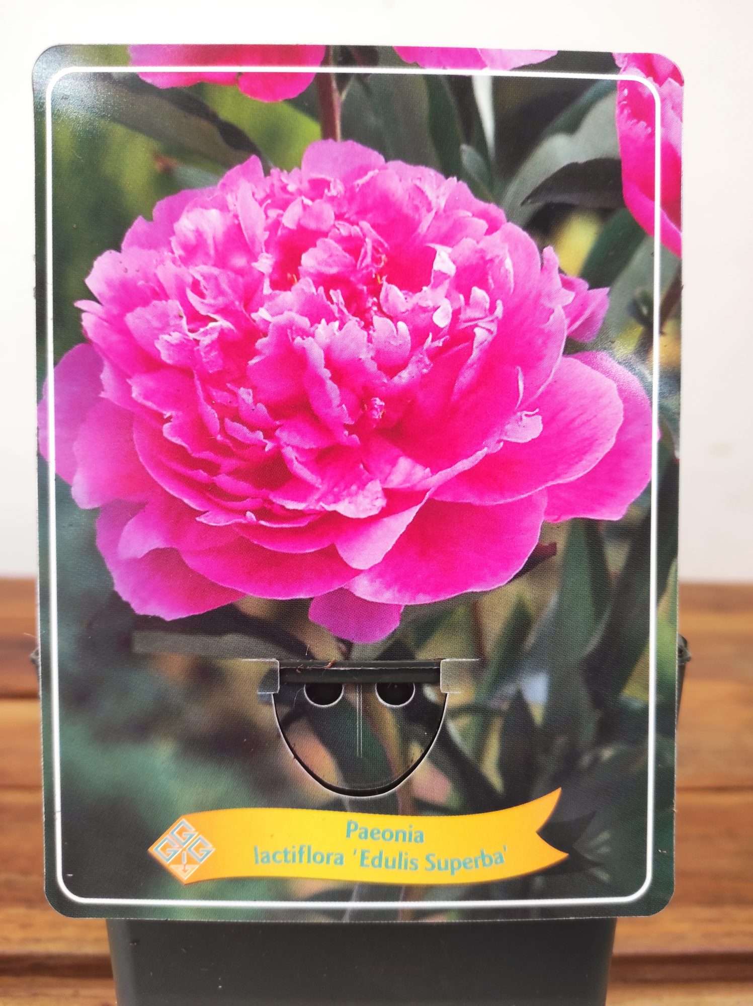 Paeonia Lactiflora 'Edulis Superba'