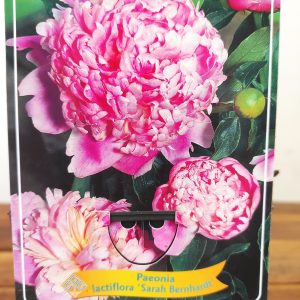 Paeonia Lactiflora 'Sarah Bernhardt'