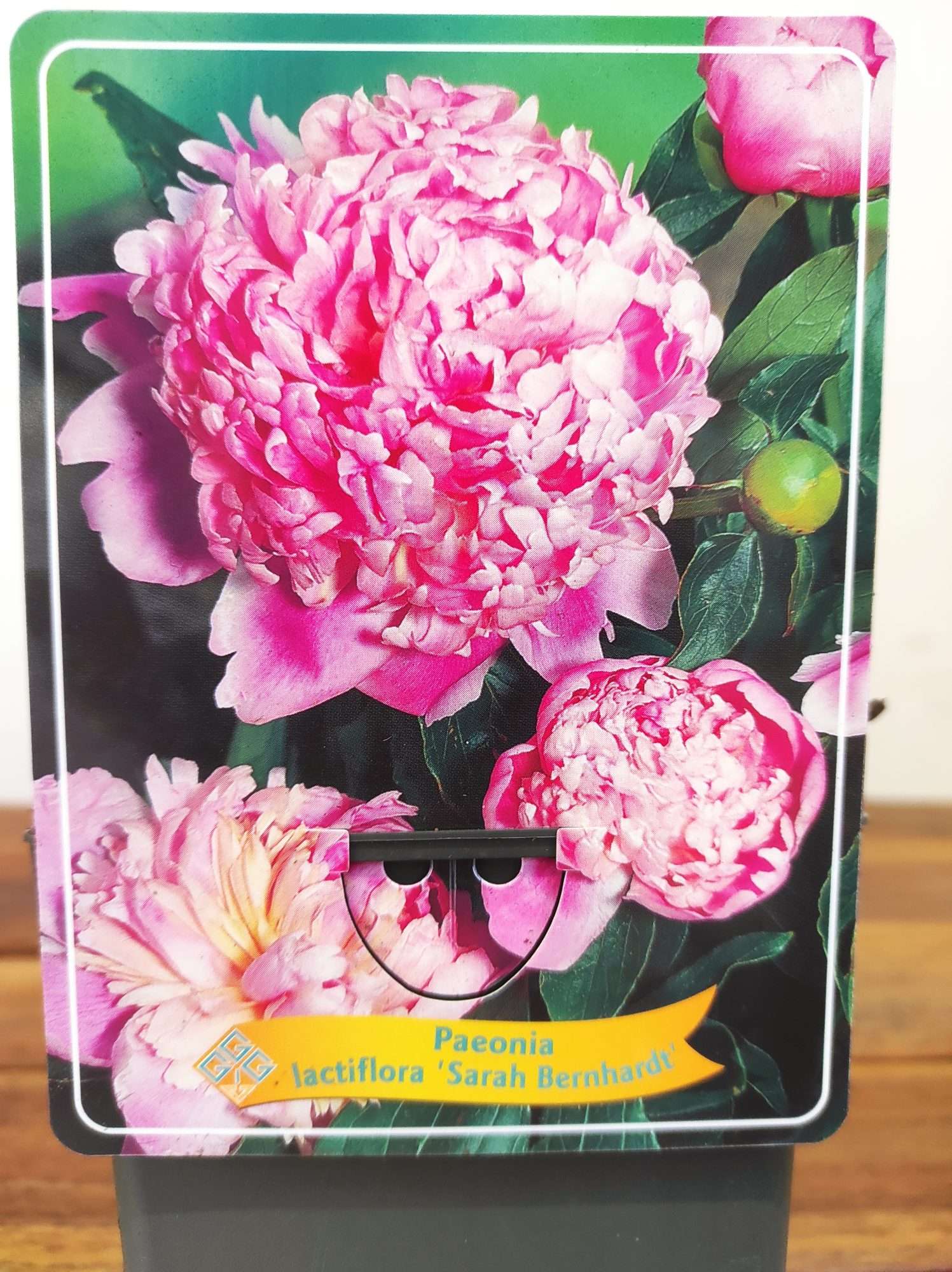 Paeonia Lactiflora 'Sarah Bernhardt'