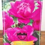 Paeonia Lactiflora 'Bouquet Perfect'
