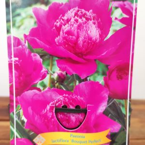 Paeonia Lactiflora 'Bouquet Perfect'