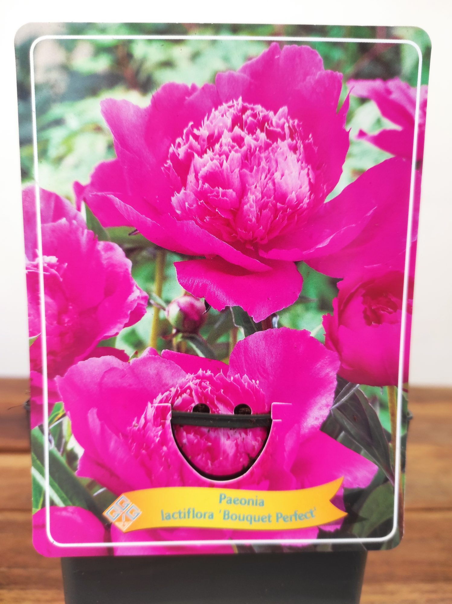 Paeonia Lactiflora 'Bouquet Perfect'