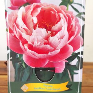 Paeonia Lactiflora 'Coral Sunset'