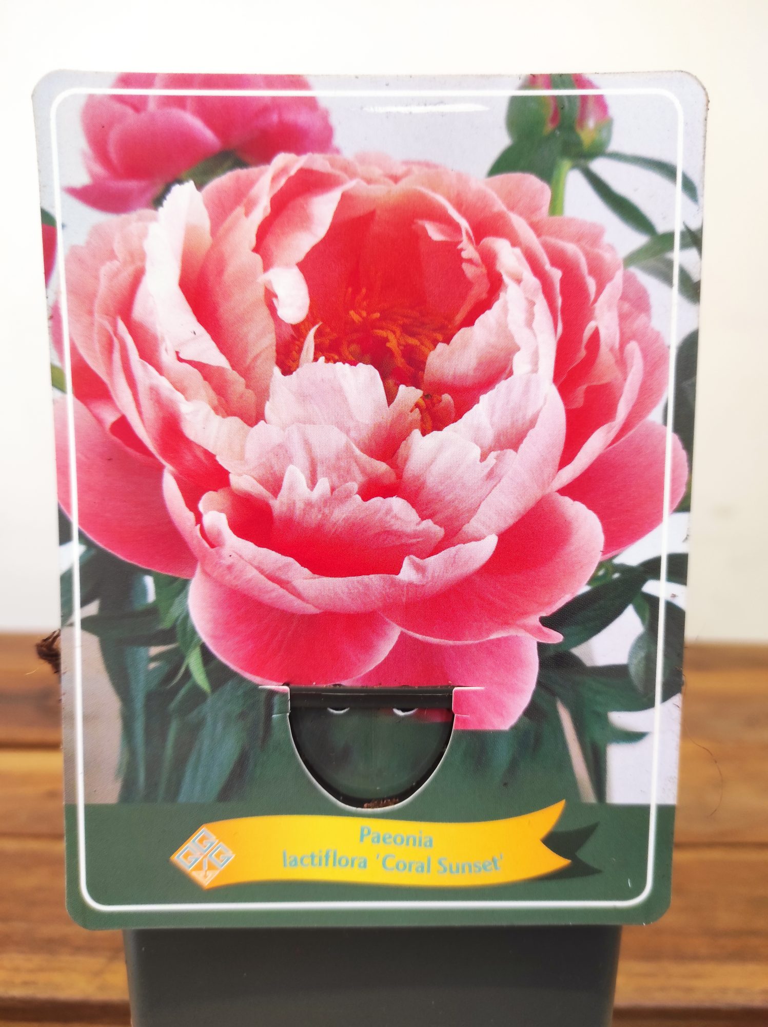 Paeonia Lactiflora 'Coral Sunset'