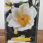 Paeonia Lactiflora 'Krinkled White'