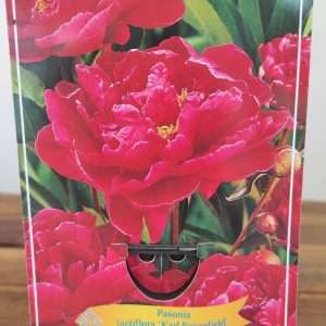 Paeonia Lactiflora 'Karl Rosenfield'