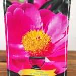 Paeonia Lactiflora 'Nymphe'