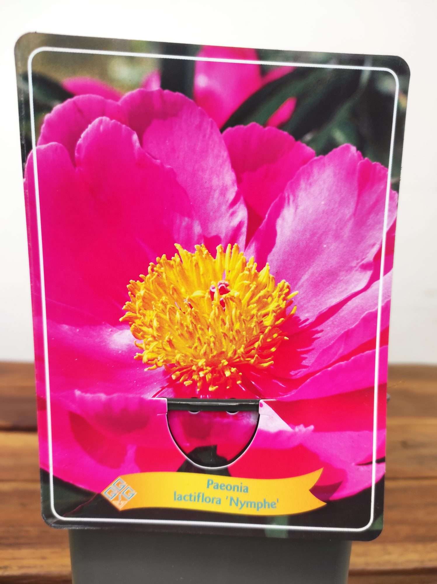 Paeonia Lactiflora 'Nymphe'