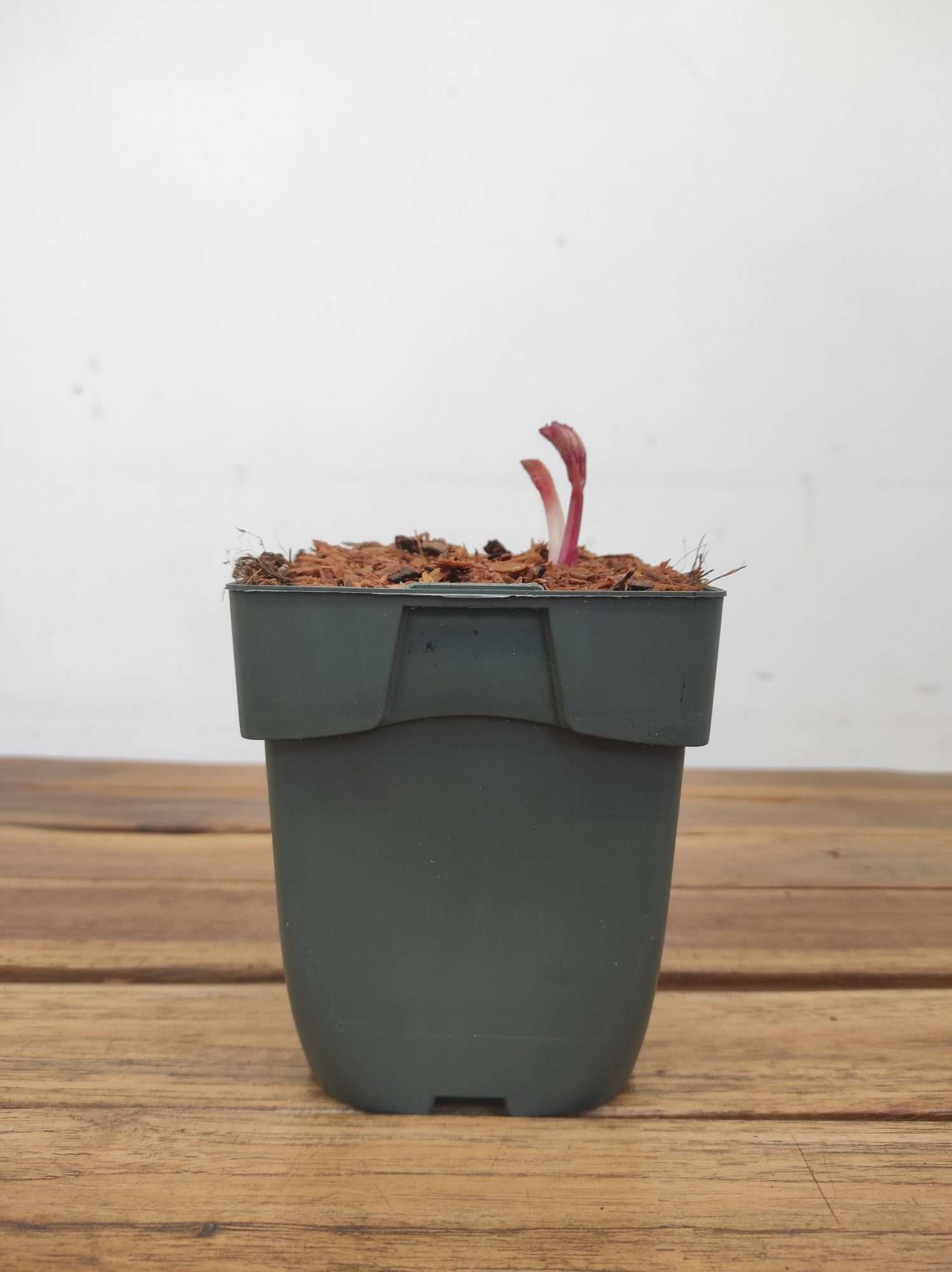 Paeonia Lactiflora 'Sorbet' - Image 2