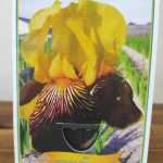 Iris Germanica 'Flammenschwert'