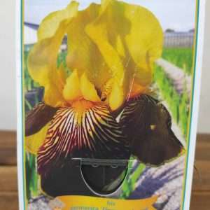 Iris Germanica 'Flammenschwert'