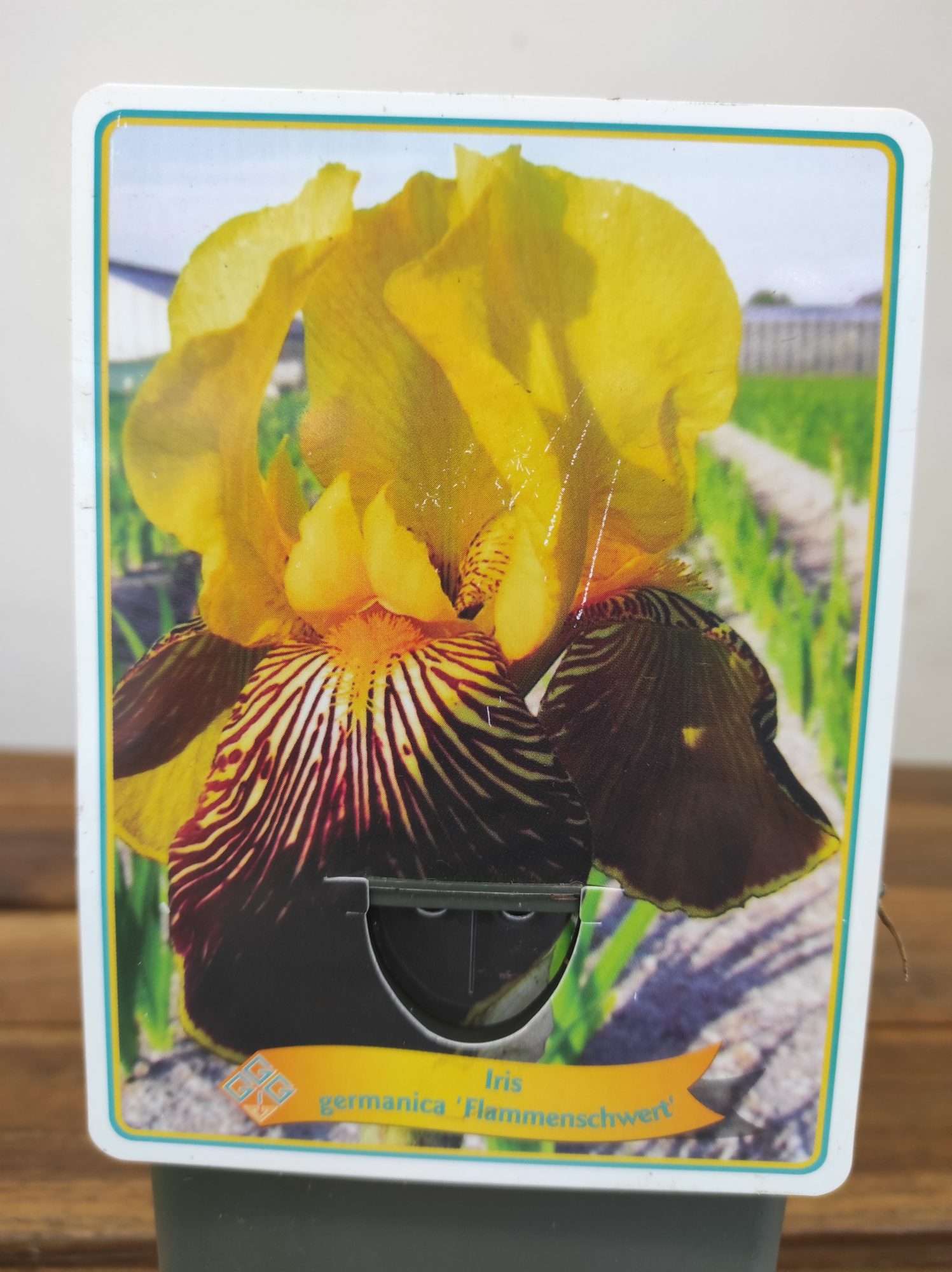 Iris Germanica 'Flammenschwert'