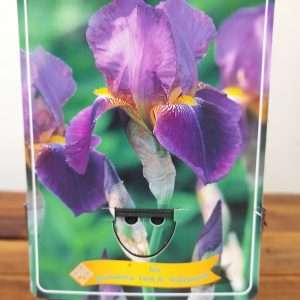 Iris Germanica 'Lent A. Williamson'
